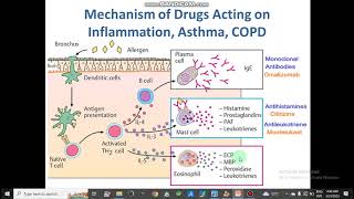 Mechanism of Respiratory Drug Action AntitussiveBranchodilatorsAsthmaCOPDExpectorants pharmacy [upl. by Nagear]