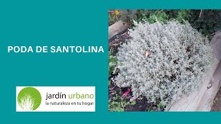 Poda de Santolina [upl. by Trust]