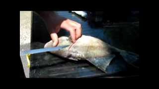 Fillet Triggerfish With Ease [upl. by Hanan]