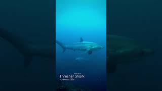 Scuba Diving with Thresher Shark in Malapascua Island Cebu  RKing [upl. by Yeh]