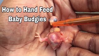 How to hand feed a baby budgie [upl. by Bisset]