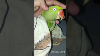 Sokkar mithu🦜 parrot sorts alexenderparrot viralvideo [upl. by Eustazio]