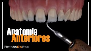 Anatomia Dentes Anteriores [upl. by Gladis853]