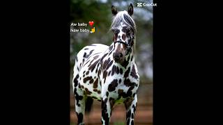 Knabstrupper leopard Appaloosas 😩👌🤤🤤🤤🔛🔝horse love pretty [upl. by Jethro223]