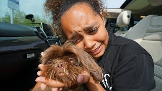 TIANA CRIED TIANAS PUPPY IS COMING HOME [upl. by Justicz]