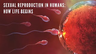 Sexual Reproduction in Humans How Life Begins  Animated Educational Video [upl. by Haroppizt558]