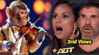 First Monkey to Play an INSTRUMENT on AGT Emotional Audition  Everyone Tears agtmagic viralvideo [upl. by Esorlatsyrc]