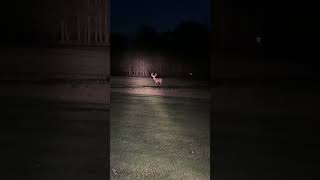 Deer in the headlights whitetail [upl. by Ecahc]