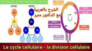 le cycle cellulaire la mitose et la meiose [upl. by Krusche]