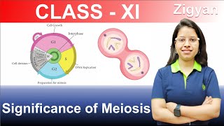 Significance of Meiosis  Meiosis  Cell cycle and cell division  NEET [upl. by Elianora]