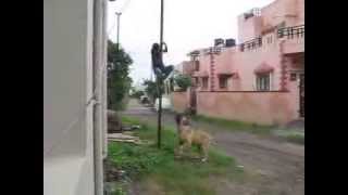 BULL MASTIFF dog attack [upl. by Nerat585]