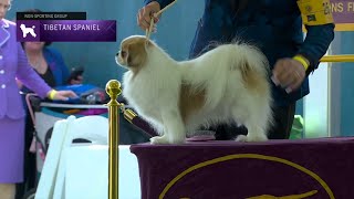 Tibetan Spaniels  Breed Judging 2023 [upl. by Ididn889]