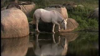 Lusitano horses [upl. by Gwyneth]