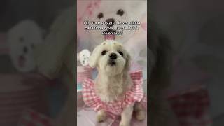 O que você achou 🥹 Minha cabaninha é da Loja cane cupom CHARLOTTECINDY10 para ter desconto pets [upl. by Kall]