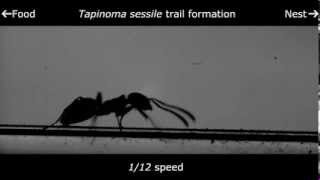 The odorous house ant trail pheromone deposition [upl. by Vitus]