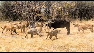 10 Momentos En Los Que Leones ATACAN Sin Piedad A Su Presa [upl. by Fredel274]