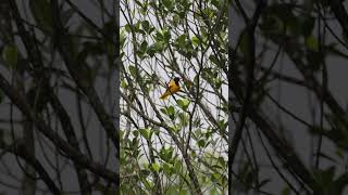 Oriental Oriole orioles birds birdslife birdsvideo morningvibes peacefulmoments [upl. by Arquit894]