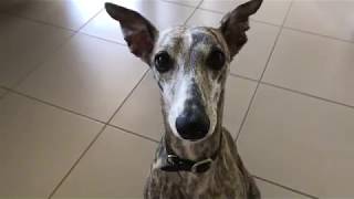 Whippet Talking to the Camera [upl. by Salguod]