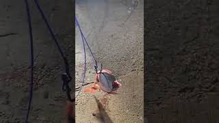 how to rig big shark baits for a 100 hook up fishing sharkfishing ocean [upl. by Ranite]