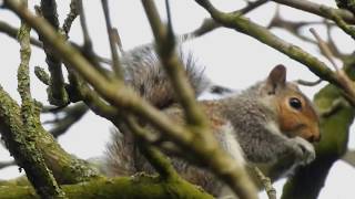 Wiewiórka szara Sciurus carolinensis  gray squirrel [upl. by Gilud]