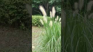 한들한들 금강아지풀 Setaria glauca Korean wild grasses and flowers 20240723 [upl. by Netsirhk]