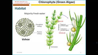 Chlorophyta thallus Online lecture [upl. by Atoiyanap]