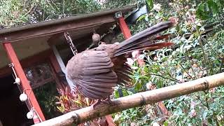 🌿🌴 GuacharacaOrtalis RuficaudaAvegalliforme FamiliaCracidae🌿🌴🕊️🌴 [upl. by Urias]