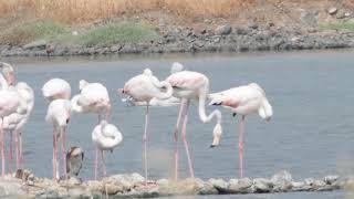 Kroeskoppelikaan in de zoutpannen van Kalloni Lesbos 2018 Lesvos birding 2018 Dalmatian pelican [upl. by Yuhas]