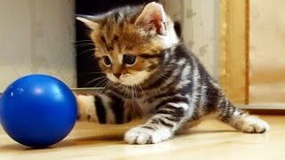 Im Paris the most playful Cute and Funny girl Kitten [upl. by Kissie]