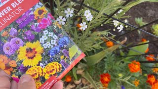 Dollar Tree wildflower seed mix Review  50 bloomed Add POP colors to garden border 🌼🌸🌺🦋🌺🌸🌼 [upl. by Aniraad]