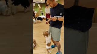 Puppy Cafe Rio  Tokyo Japan [upl. by Melamed]