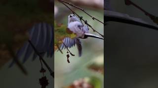 Longtailed tit  fast moving bird [upl. by Aivekal146]