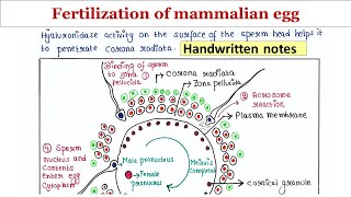 Fertilization of mammalian egg  Handwritten notes [upl. by Peti]