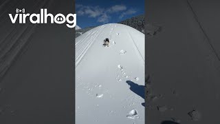 Adorable Golden Retriever Puppy Goes Sledding  ViralHog [upl. by Uriisa482]