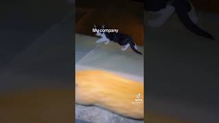 Cat company viral cat alone fypシ゚viral memes catlover catvideos fypyoutube fyp [upl. by Yaresed779]