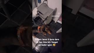 Gutten lærer å åpne døra hund doglove doglife lovemydog fun [upl. by Dick]