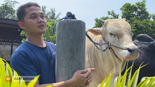 MAS HERMAWAN BERSAMA GAPLO APAKAH BERANGKAT KELAMPUNG❓️❗️🔥🔥🔥 [upl. by Llyrad]