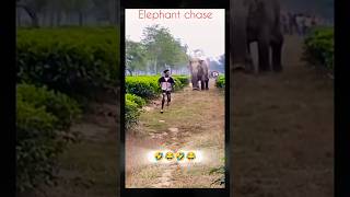 Elephant chaseElephant Attack youtubeshorts elephant animals shorts [upl. by Accem360]