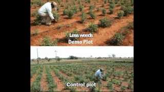 System of Crop Intensification [upl. by Leksehc]