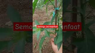 Yu bertaniyoutubeshorts petani viralshorts fyp [upl. by Harbison]