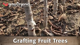 How to Graft Fruit Trees with Dave Wilson Nursery [upl. by Cory764]