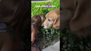 ¡La imitadora perruna más tierna que verás hoy 🐶👧🏼 [upl. by Oirad]