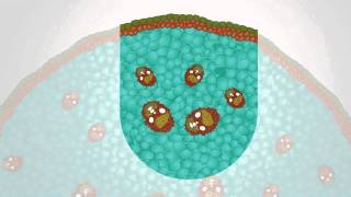 Characteristics of Dicot and Monocot Stem and Root  MeitY OLabs [upl. by Pleione709]