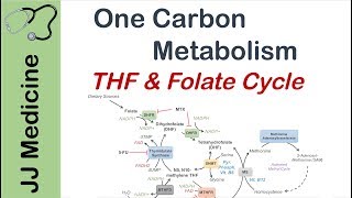 One Carbon Metabolism  Tetrahydrofolate and the Folate Cycle [upl. by Nevil]