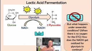 Lactic Acid amp Alcoholic Fermentation [upl. by Yssirhc]