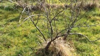 Johannisbeeren Schneiden im Garten und Setzling nehmen Die SelberMacher DiY [upl. by Ennirak]