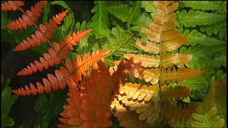 Great Garden Ferns  Volunteer Gardener [upl. by Jeni783]