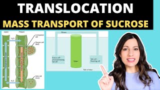 TRANSLOCATION OF SUCROSE Alevel Biology mass flow hypothesis in plants and structure of the phloem [upl. by Earla]