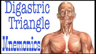 Digastric Triangle of Neck MNEMONICS  Anterior Triangle [upl. by Rafiq]