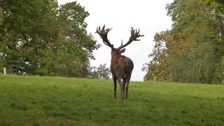 Red Deer Stag Rutting [upl. by Nilac]